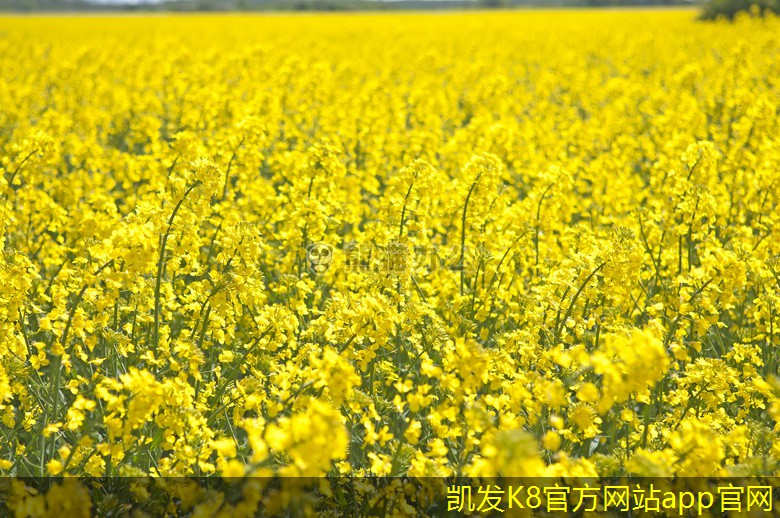 如何通過集團電話提升團隊士氣