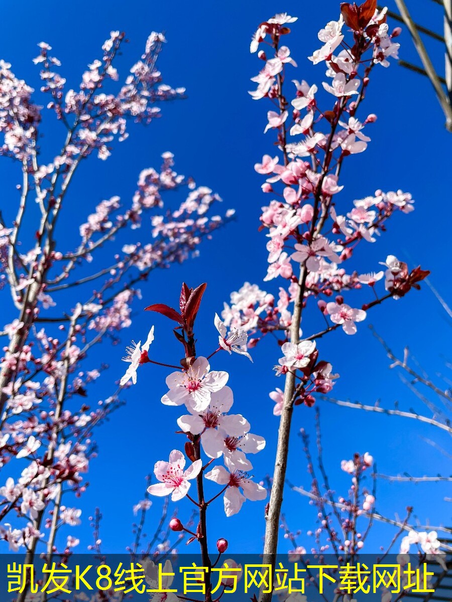 安防監(jiān)控的未來(lái)技術(shù)展望