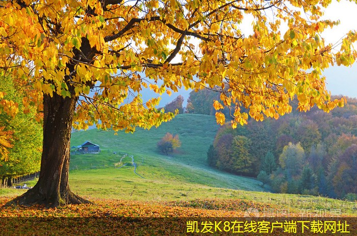 視頻會議中的背景設(shè)置技巧