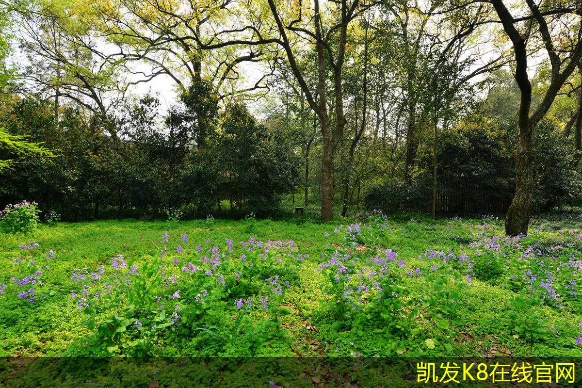 視頻會(huì)議中的語(yǔ)言和文化差異