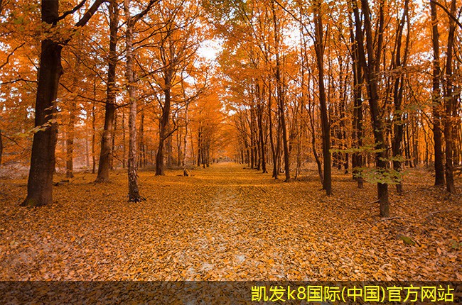 集團電話的市場競爭現(xiàn)狀